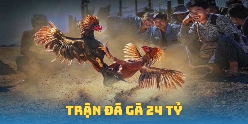 Trận Đá Gà 24 Tỷ - Bí Ẩn, Sự Thật Và Những Điều Cần Biết 1 Trận Đá Gà 24 Tỷ - Bí Ẩn, Sự Thật Và Những Điều Cần Biết
